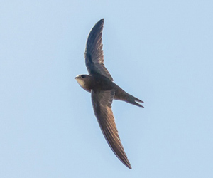 Ураацай (Хурын ураацай)